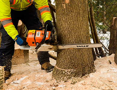 Tree Stump Removal, Stump Grinding Services in Toronto